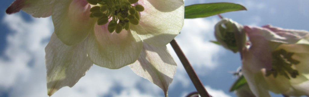 Pink Aquilegia (Columbine)