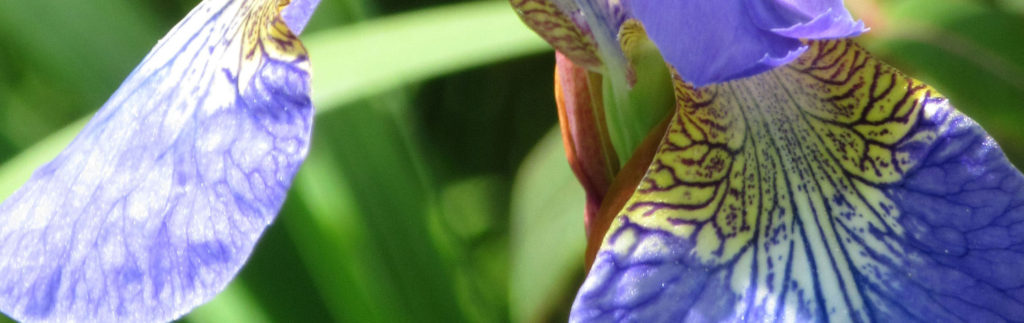 Bearded Iris.