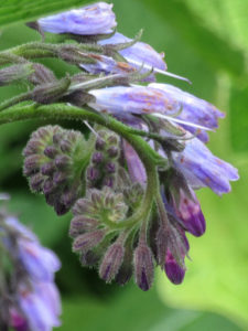 Purple common comfrey flowers and buds.