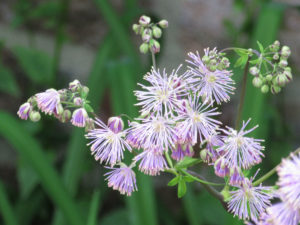 Purple columbine meadowrue flowers and buds.