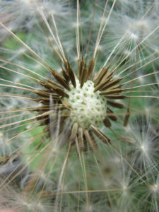 Macro shot of a dandelion clock.