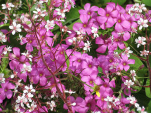 Pink saxifrage and geranium flowers.