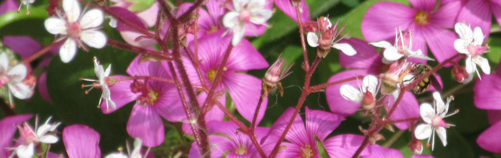 Pink saxifrage and geranium flowers.