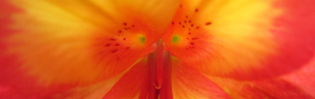 Inside an orange and yellow Alstromeria flower.