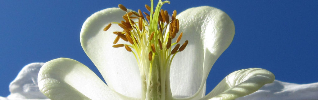 Pale aquilegia flower with a bright blue sky in the background.