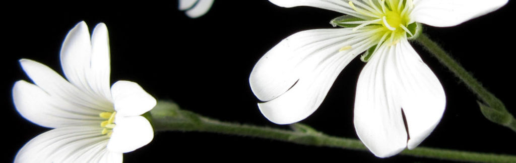 White chickweed flowers on a black background.
