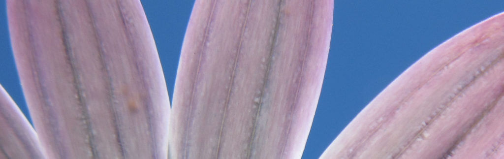 Purple African Daisy petals on a sky blue background.