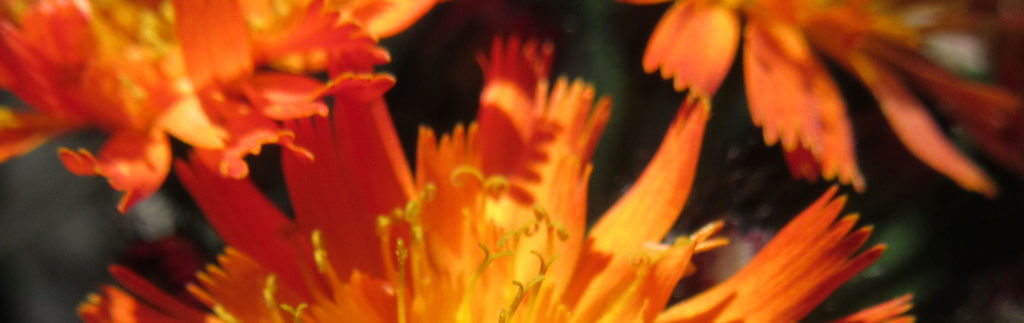 Fox-and-cubs flowers.