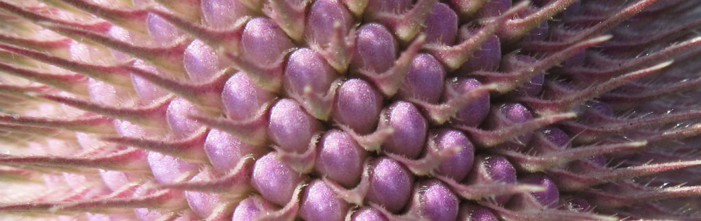 Purple teasel macro.