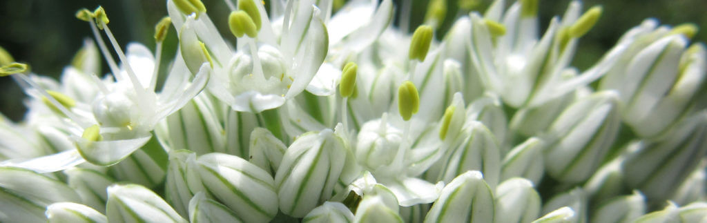 White onion flowers.