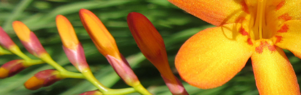 Orange Crocosmia flowers.