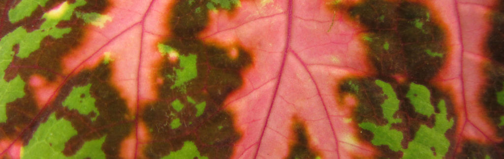 Green and pink coleus leaf.