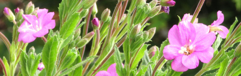 Pink great willowherb flowers.