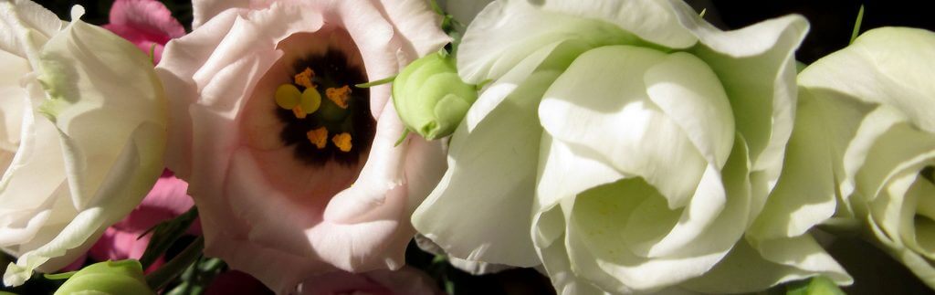 Lisianthus flowers.